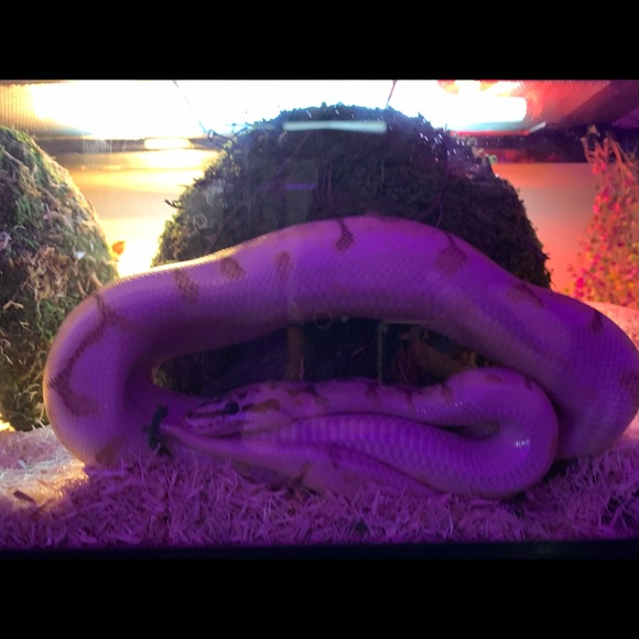 hi babes im reign my nicknames giggles <3 - Picture 5 of 7